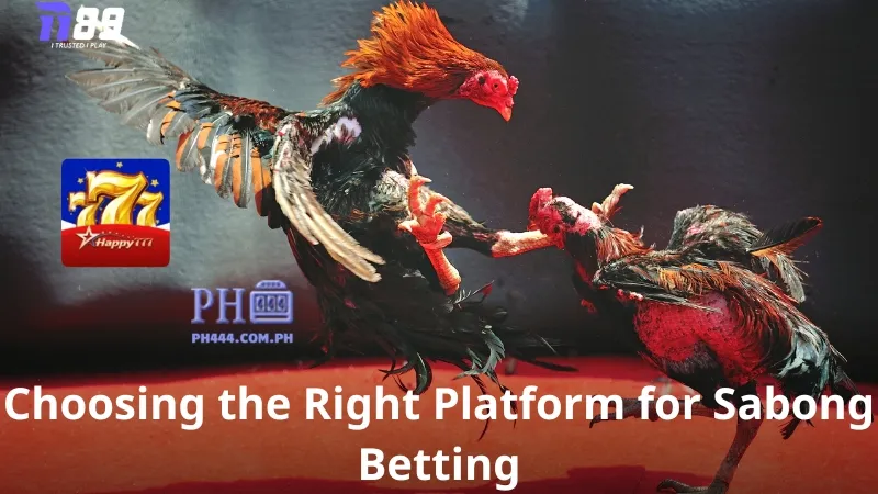 Choosing the Right Platform for Sabong Betting